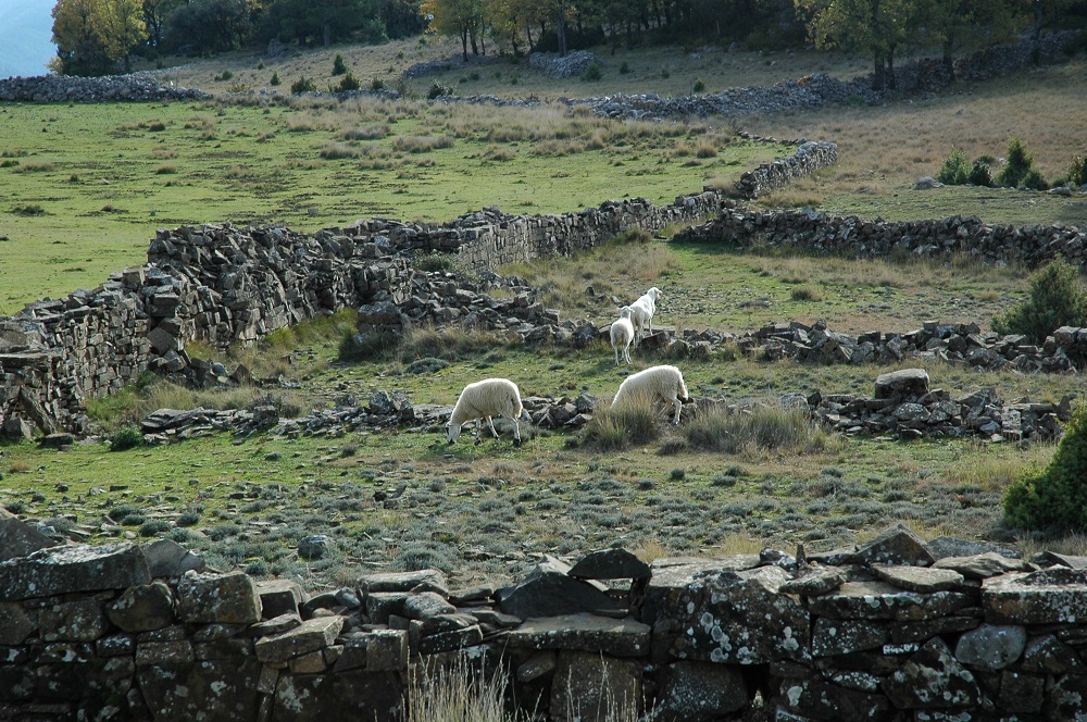 Ovejas tensinas en la aldea de La Mula, a los pies de Sierra Ferrera. Foto: Francisco Bolea